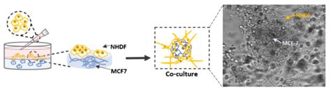 Vitrogel® Hydrogel Matrix 3d Cell Culture Thewell Bioscience