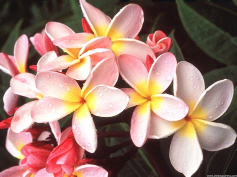 Hawaiian Plumeria Flower Wallpapers Wallpaper Cave