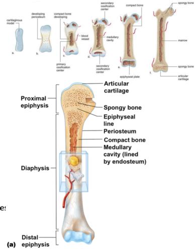 Kinesiology Flashcards Quizlet