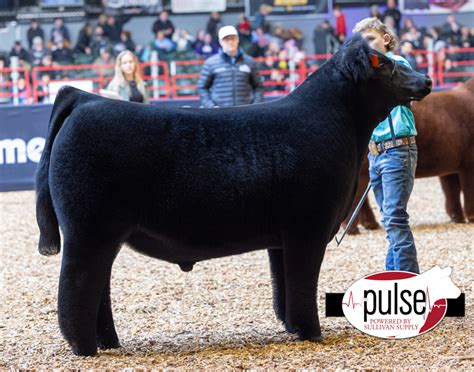 Iowa Beef Expo Maine Anjou Steers The Pulse