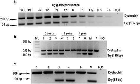 Analytical Gels Resolving Sex Genotyping Multiplex Pcr Of Guinea Pig