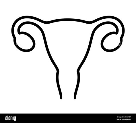 Human Uterus Line Icon Simple Black And White Outline Drawing Of