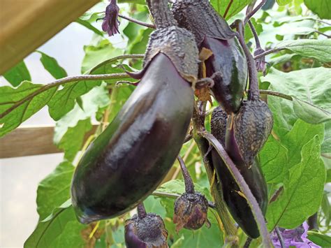 Millionaire Eggplant Dave S Seed