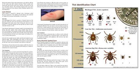 Michigan Tick Identification Chart