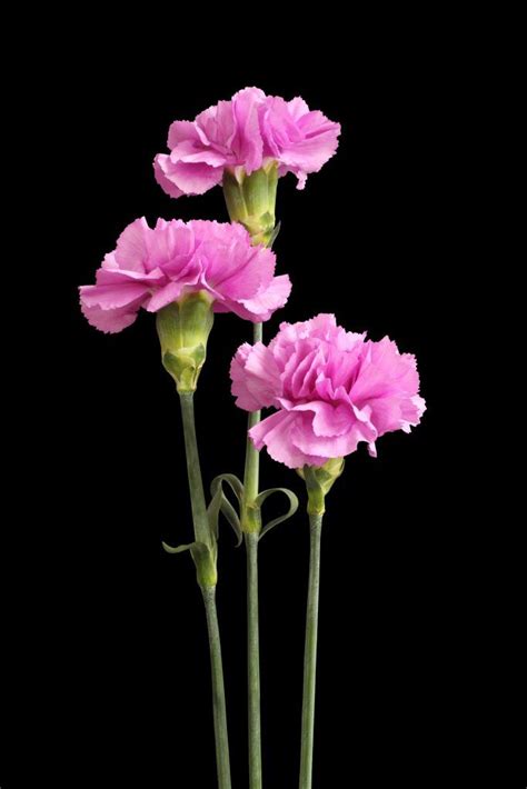 Carnation Colors A Guide To Carnation Flower Color Meanings And Their