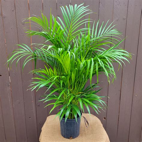 Areca Bamboo Palm 10 Pot Van Putte Gardens