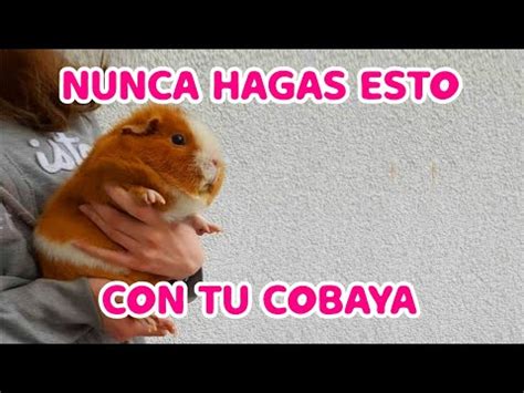 Formas En Las Que Lastimas A Tu Cobaya Sin Darte Cuenta