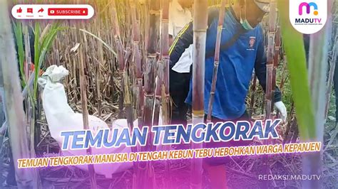 Temuan Tengkorak Manusia Di Tengah Kebun Tebu Hebohkan Warga Kepanjen