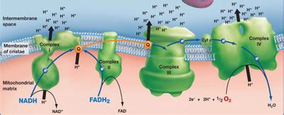 How it Works - BIOAUGMENTATION