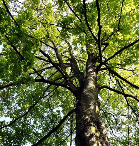 Jeu Tao De Francesca Nous Sommes Des Arbres