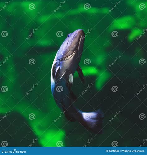 One Big Fishbottom View On The Green Vibrant Background Stock Image