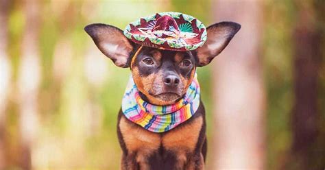 100+ Mexican Dog Names - [The Ultimate List!] - My Dog's Name