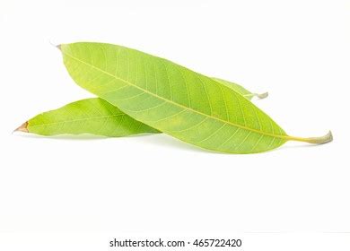 Mangifera Indica Leaves Mango Leaves Stock Photo 465722420 | Shutterstock