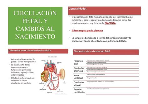 Circulación fetal y cambios en el nacimiento María Belén Alfonzo uDocz