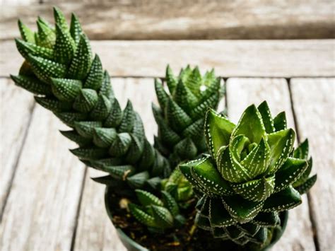 Haworthiopsis Coarctata Crowded Haworthia World Of Succulents