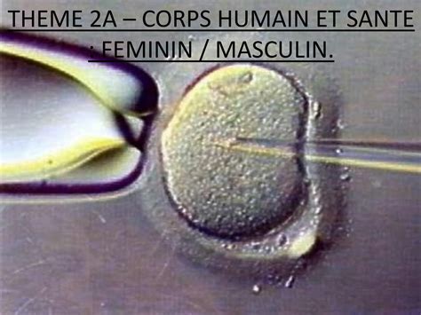 Solution Organe De Reproduction Homme Et Femme Studypool