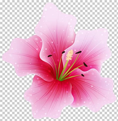 Pink Flowers Large Pink Flower Pink Hibiscus Flower Illustration