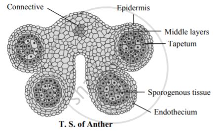 Draw A Well Labelled Diagram Of T S Anther Biology Shaalaa