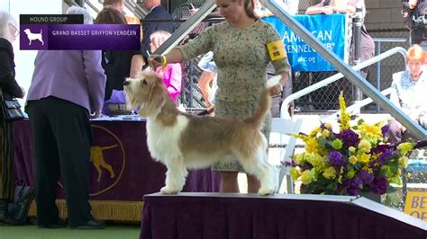 Grand Basset Griffon Vendeens Breed Judging 2023 YouTube