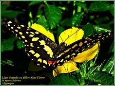 Philippine Butterflies Ideas Philippine Butterfly Swallowtail