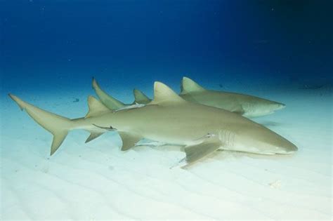 Lemon Shark Pictures | Shark pictures, Shark, Ocean creatures