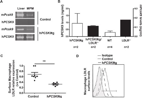 Pcsk Expression In Murine Peritoneal Macrophages And Ldlr Degradation