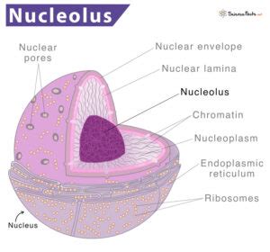 Nucleolus Definition Location Structure Functions Picture