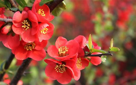 Wallpaper Food Nature Red Flowers Blossom Flower Flora Petal