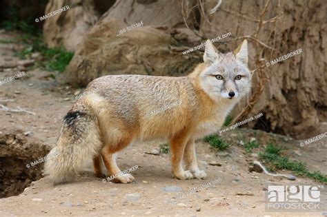 Corsac fox (Vulpes corsac), detachable, lateral, Stock Photo, Picture ...