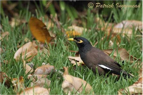 Myna Bird Range