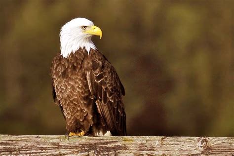 De Amerikaanse Zeearend Migreert Van Het Noorden Van Amerika Naar Het