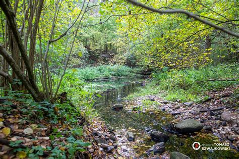 Rzeka G Wna Park Krajobrazowy Puszcza Zielonka Nasza Zielonka