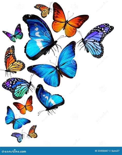 Different Butterflies Collection Vector Illustration Butterflies