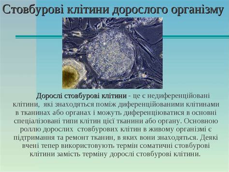 "Стовбурові клітини" - презентація з біології