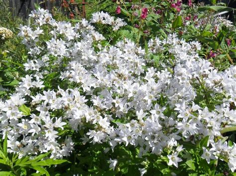 Купить Колокольчик White blush (Молочноцветковый) в Москве | Greendacha