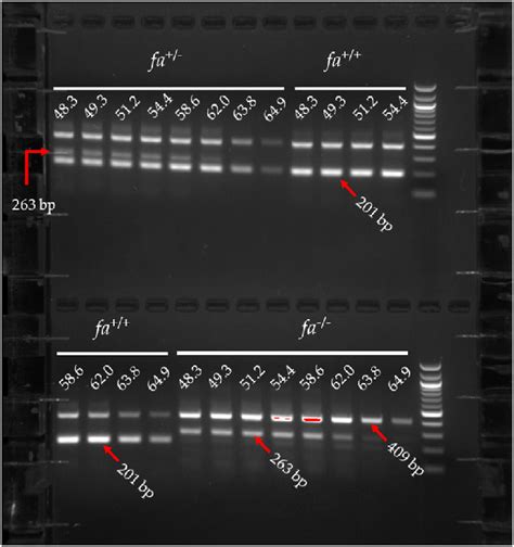 Patterns Of Amplicons Generated From The Tetra Primer Arms Pcr Reaction