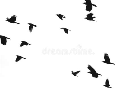 Silhouettes Noires D Oiseaux Volants Sur Blanc Illustration Stock