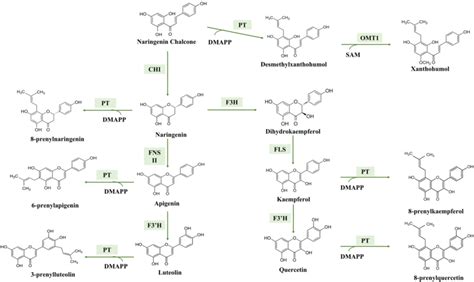 Biosynthetic Pathway Responsible To Produce Some Prenylflavonoids From