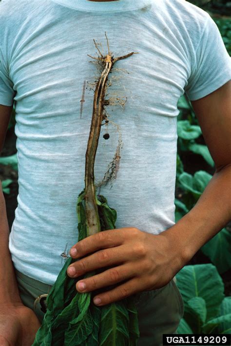 Phytophthora Blight Phytophthora Nicotianae