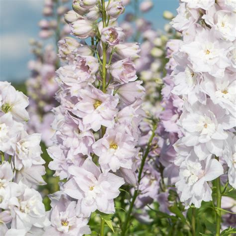 Szkółka Bylin Dobrepole Delphinium Magic F Rose Blush White Bee Ostróżka