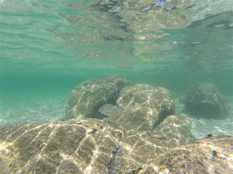 Black Bream Acanthopagrus Butcheri Tomahawk Tasmania