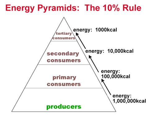 Bil 330 Lecture 18