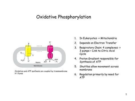 Ppt Oxidative Phosphorylation Powerpoint Presentation Free Download