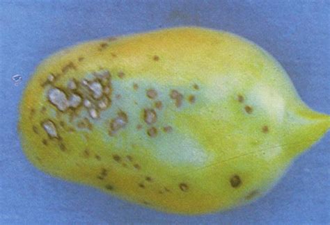 Alternaria Canker Vegetable Resources Vegetable Resources