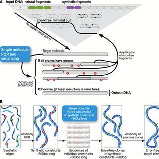 Overview—Although de novo DNA synthesis is traditionally performed with ...