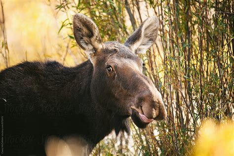 Yellowstone Moose By Stocksy Contributor Casey Mccallister Stocksy