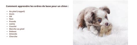 Dresser Son Chien En Minutes Par Jour