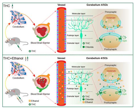 Nature Metabolism 熊伟课题组揭示酒精和大麻协同导致运动失调的神经机制 媒体报道 安徽科丞智能健康科技有限责任公司