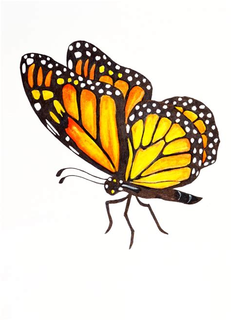 Monarch Butterfly Original Illustration Butterfly Etsy