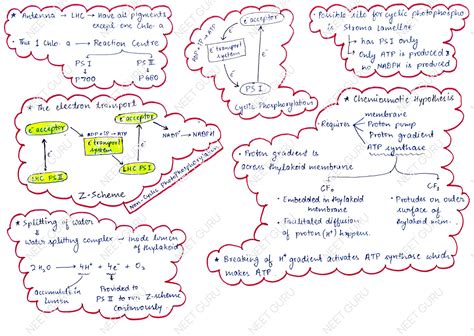 Solution Chap 13 Photosynthesis In Higher Plants Mind Map Neet Studypool